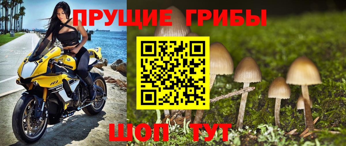 Ефремов  Галлюциногенные грибы Cubensis  Вход с VPN 